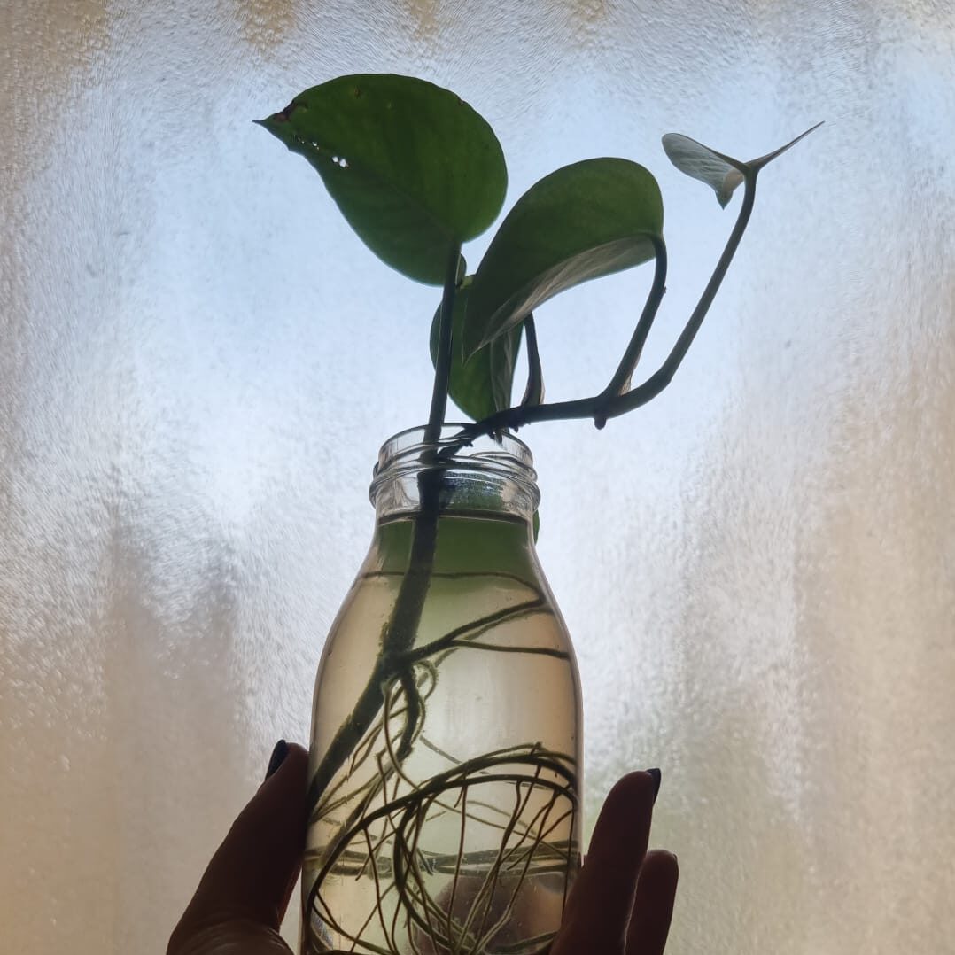 ייחור גבעול פוטוס בבקבוק מים מזכוכית כאשר רואים דרך הבקבוק את השורשים המפותחים